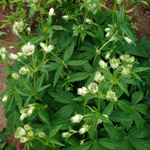 plant image 106798 plant image 106798