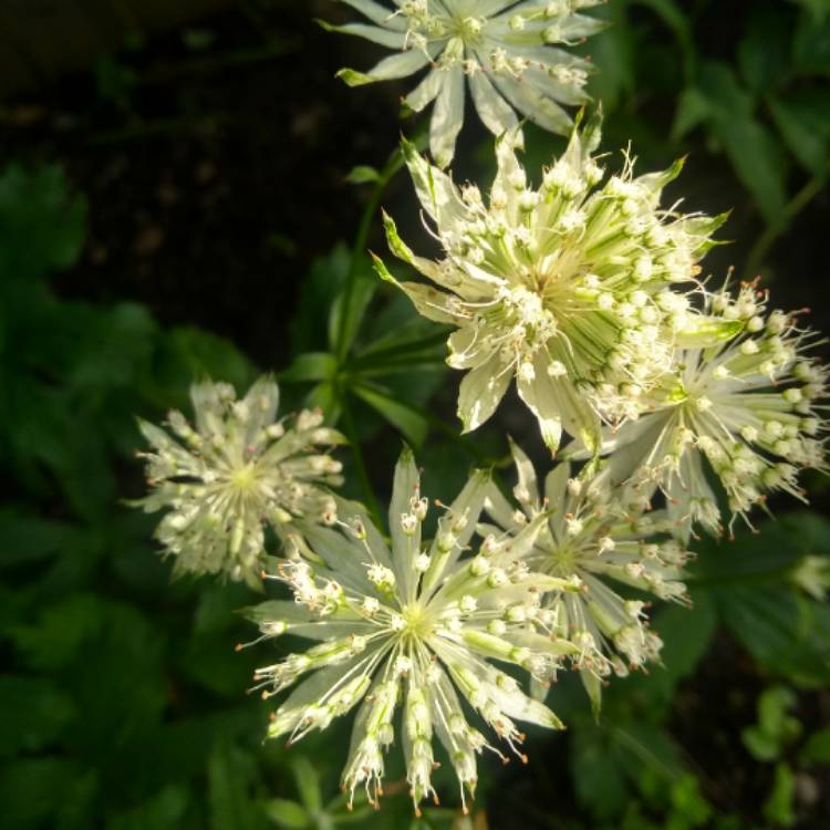 plant image 1072879 plant image 1072879