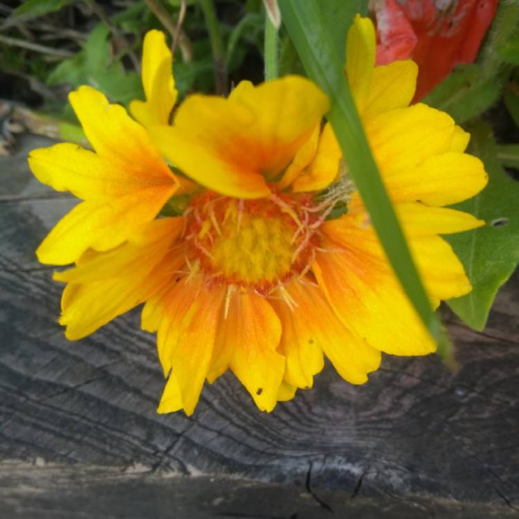 plant image 1072923 plant image 1072923