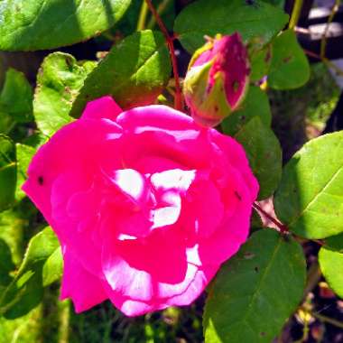 Rosa 'Zephirine Drouhin'
