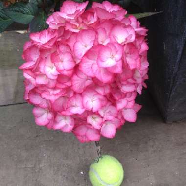 Hydrangea macrophylla 'Dark Angel' (Black Diamonds Series) syn. Hydrangea macrophylla 'Dark Angel Purple', Hydrangea macrophylla 'Dark Purple'