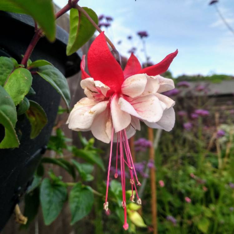 Plant image Fuchsia 'Beauty Queen'