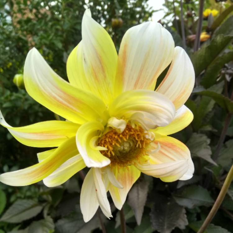 plant image 1138285 plant image 1138285
