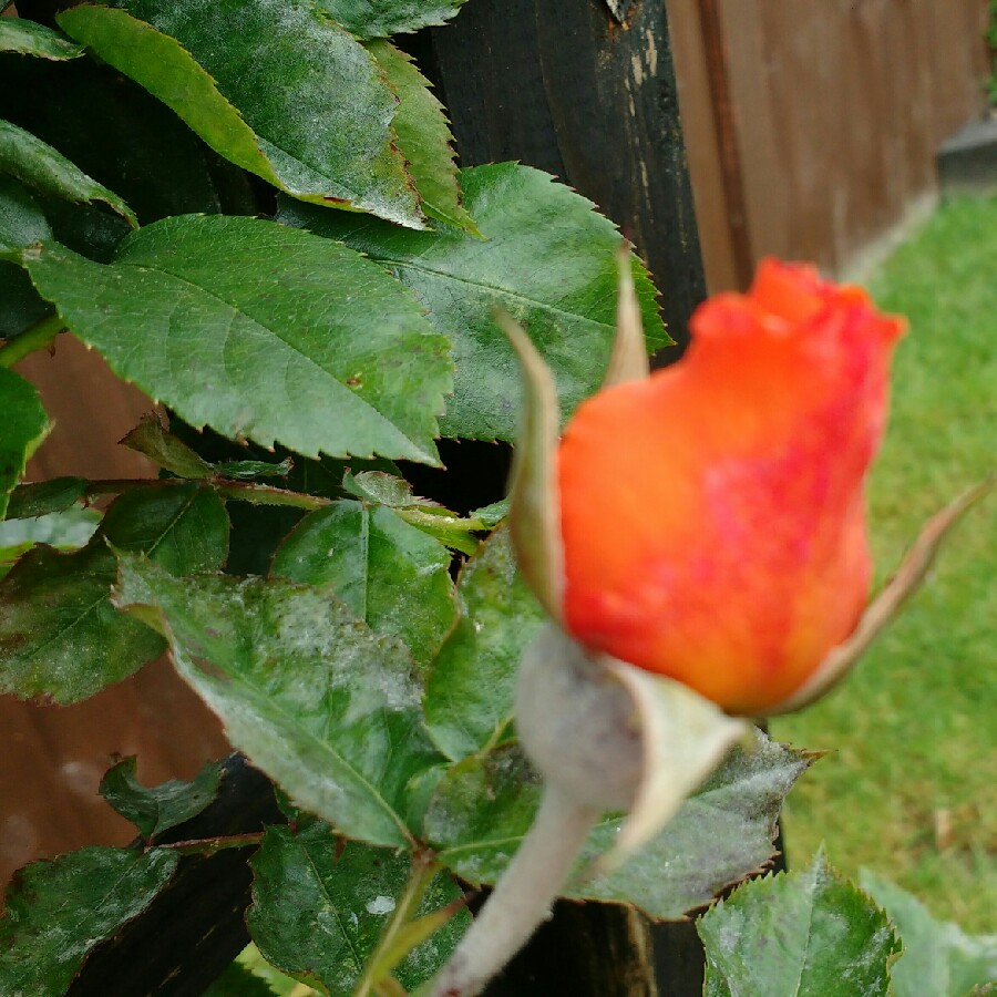 plant image 115803 plant image 115803