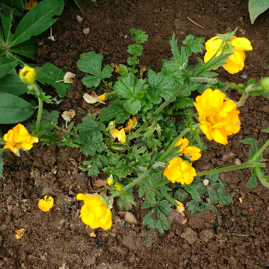 plant image 115821 plant image 115821