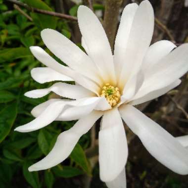 Magnolia stellata