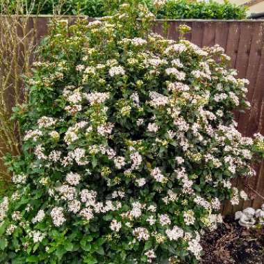 Viburnum x burkwoodii 'Anne Russell'