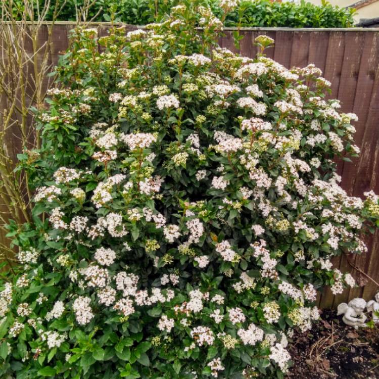 plant image 1244940 plant image 1244940