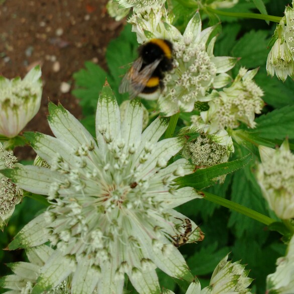 plant image 124833 plant image 124833