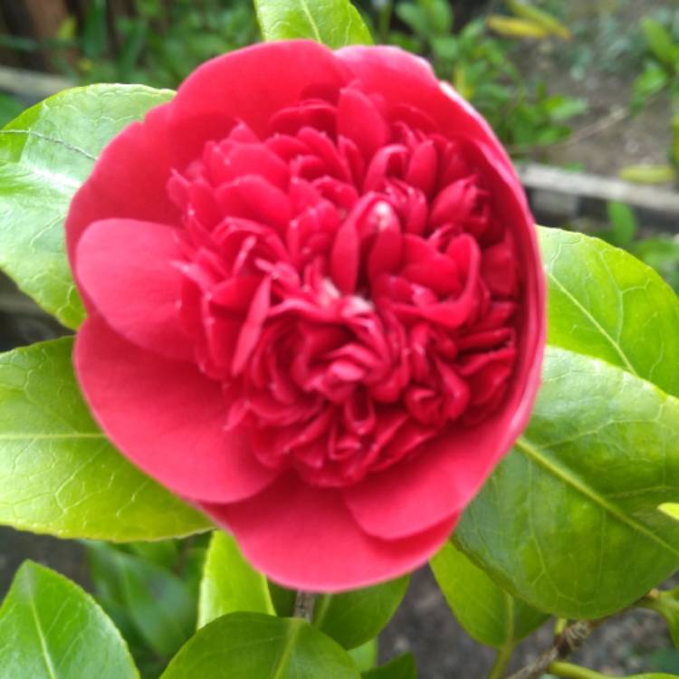 Plant image Camellia japonica 'Volunteer'