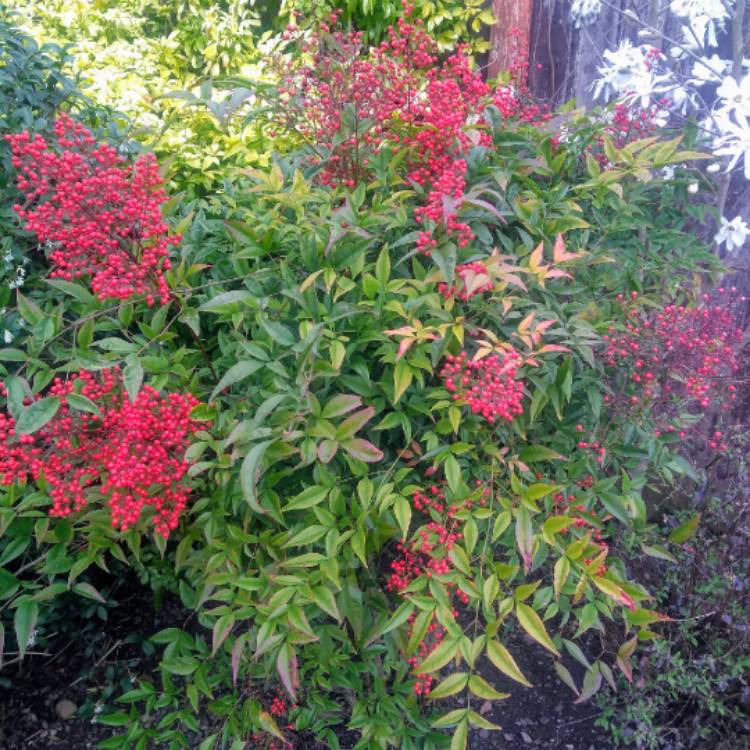 plant image 1271158 plant image 1271158