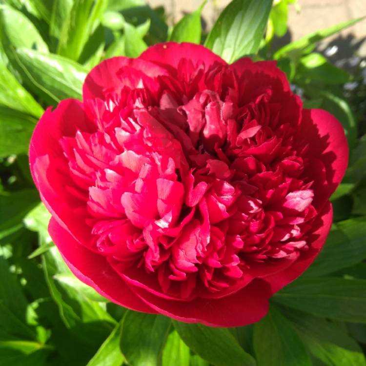 plant image 1290274