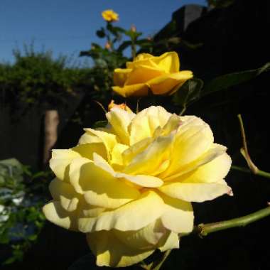Rosa 'Arthur Bell'