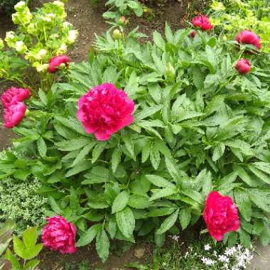 Paeonia officinalis 'Rubra Plena'