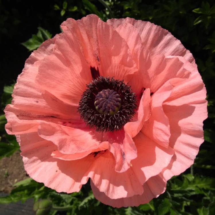 Plant image Papaver orientale 'Coral Reef'
