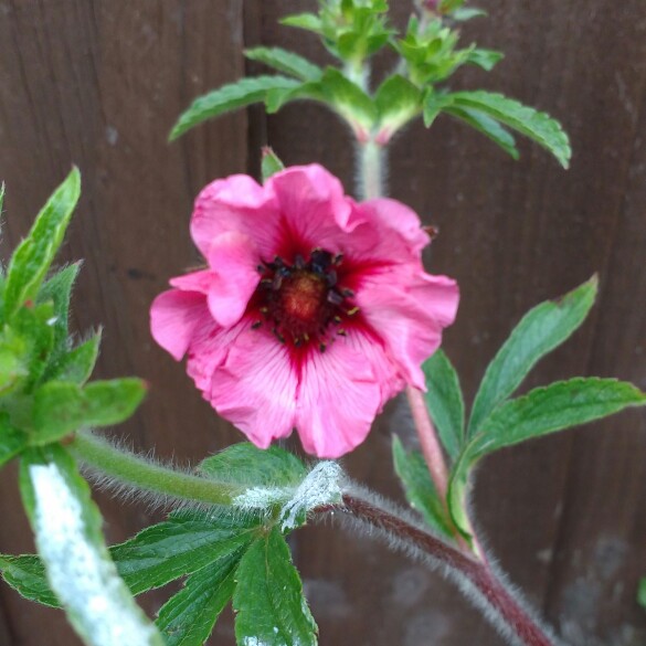 plant image 132676