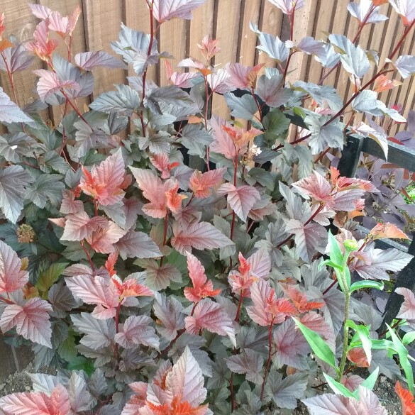 plant image 132680 plant image 132680