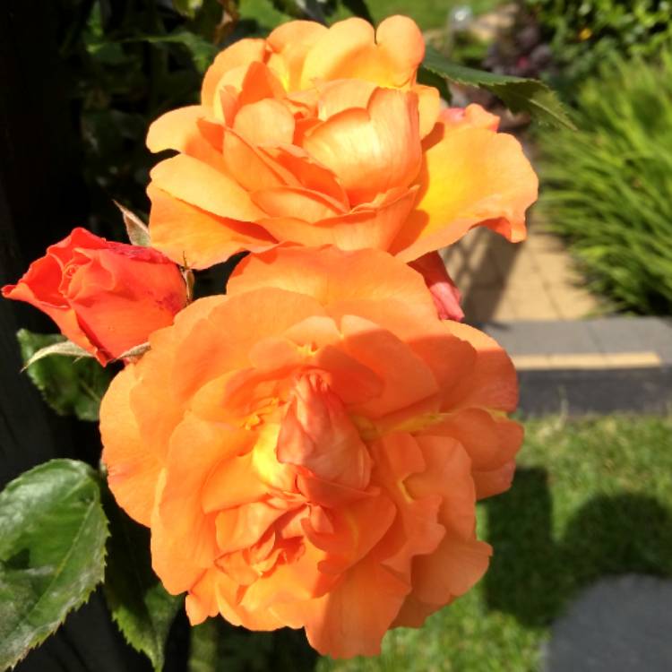 plant image 1337353 plant image 1337353