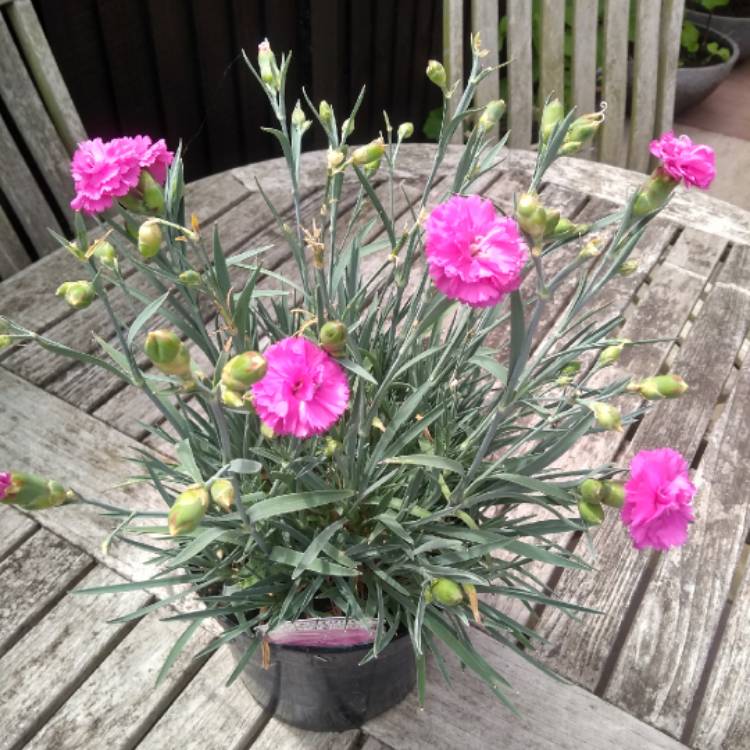Plant image Dianthus 'Tickled Pink'