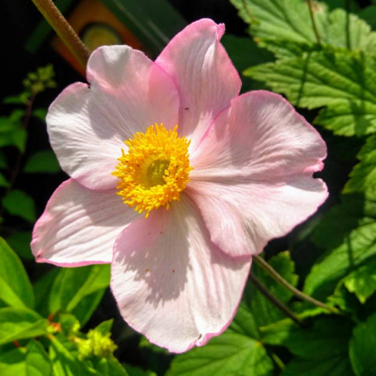 plant image 1357943 plant image 1357943