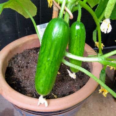 Cucumis Sativus 'Delistar' F1