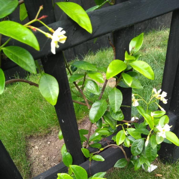 Plant image Trachelospermum jasminoides 'Selbra' syn. Trachelospermum jasminoides 'Star Of Toscana'