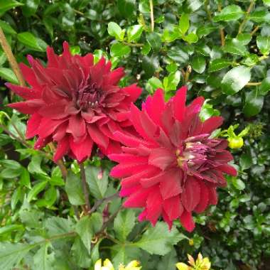 Dahlia Rip City
