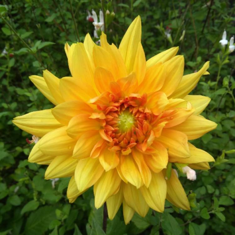 plant image 1402385