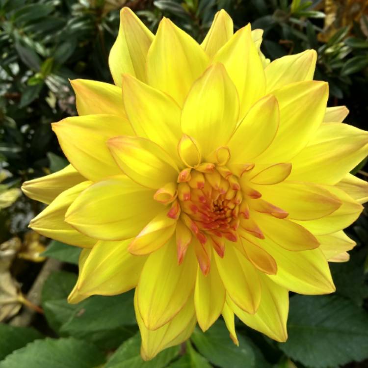 plant image 1408565
