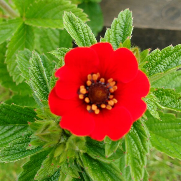 plant image 145307