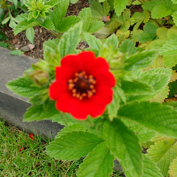 plant image 145308