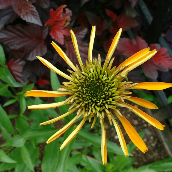 plant image 145391 plant image 145391