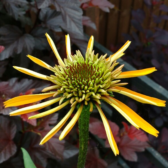plant image 145393 plant image 145393