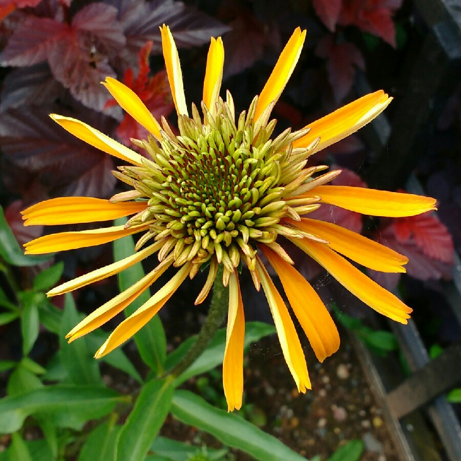 plant image 146371 plant image 146371