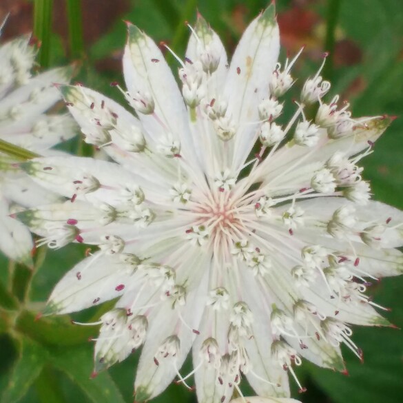 plant image 146391 plant image 146391