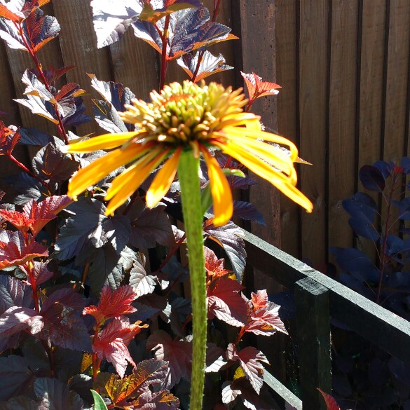 plant image 148527 plant image 148527