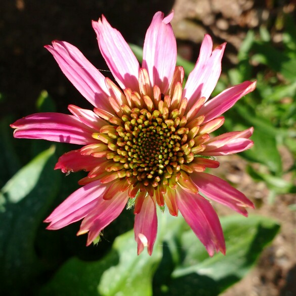 plant image 148529 plant image 148529