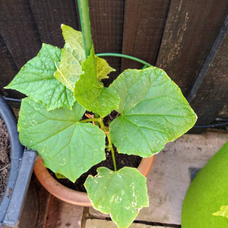 Plant image Cucumis Sativus 'Mini Stars'