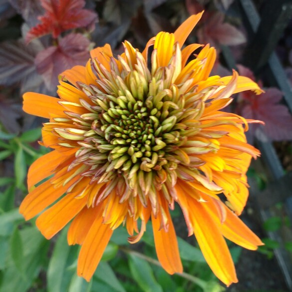 plant image 152256 plant image 152256