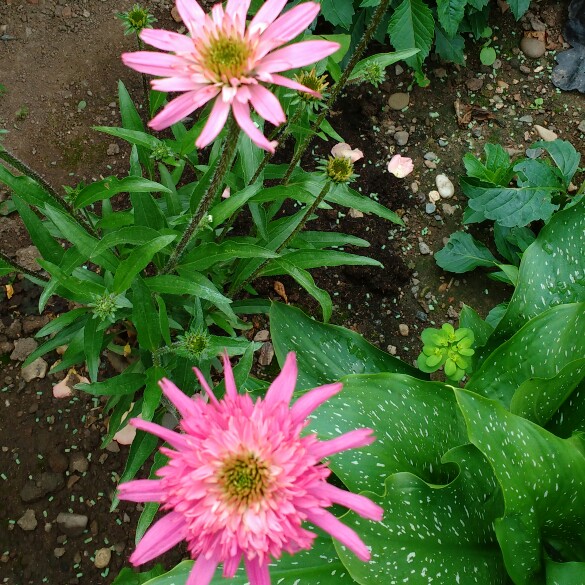 plant image 158768 plant image 158768