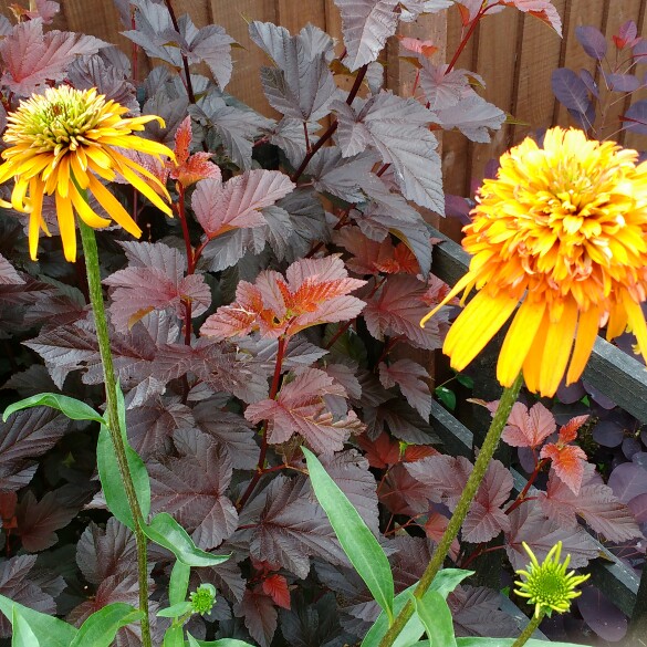 plant image 158773 plant image 158773