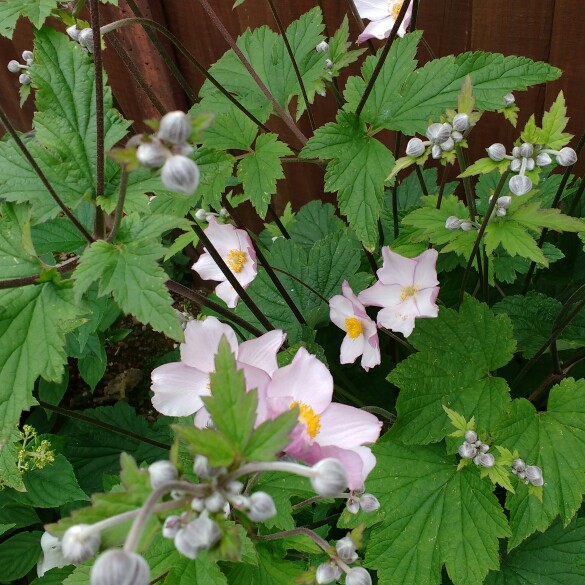 plant image 166048 plant image 166048