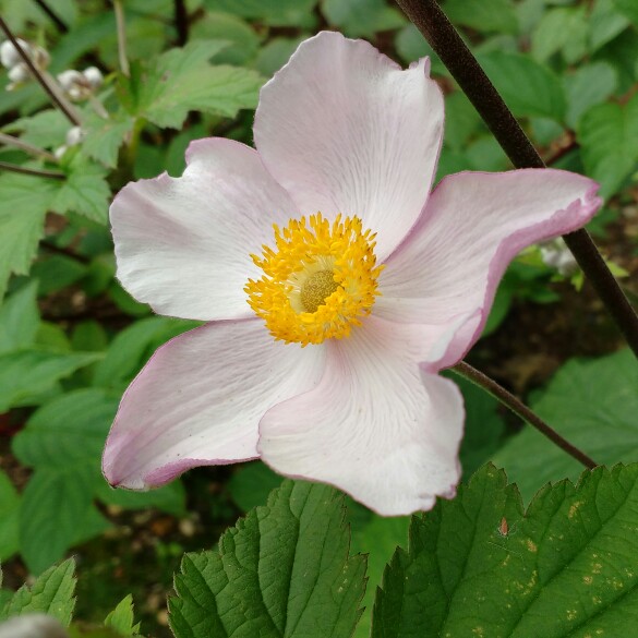 plant image 166050 plant image 166050