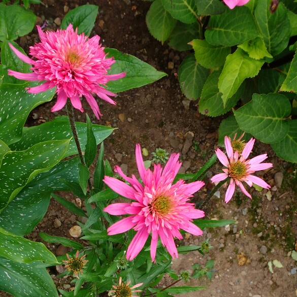 plant image 166055 plant image 166055