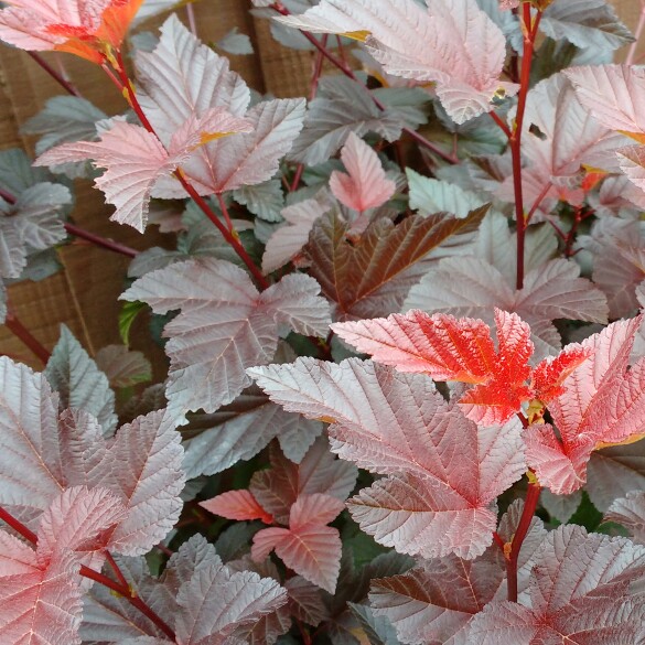 plant image 166062 plant image 166062