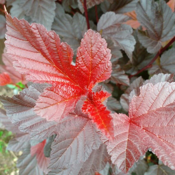 plant image 166063 plant image 166063
