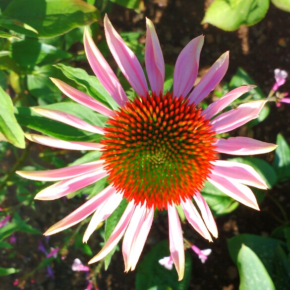 plant image 174412 plant image 174412
