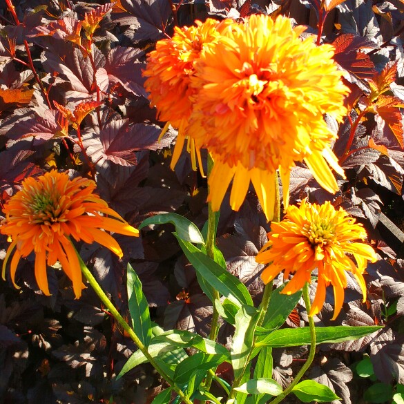 plant image 174417 plant image 174417