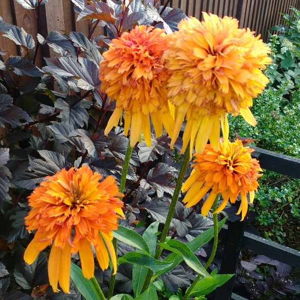 plant image 179519 plant image 179519
