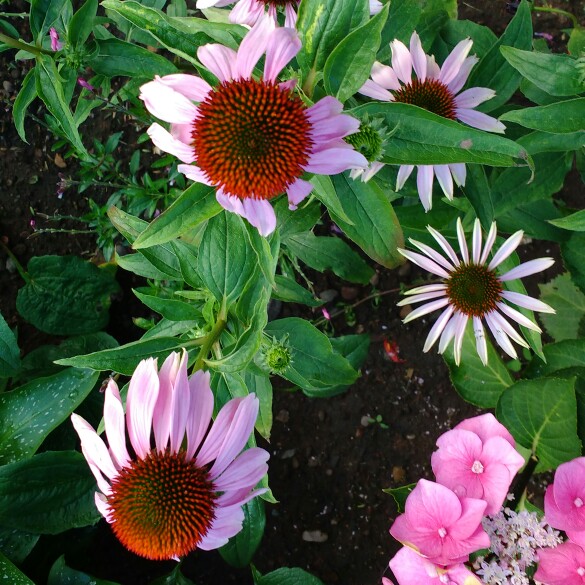 plant image 179524 plant image 179524